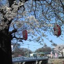 黒目川 桜祭り