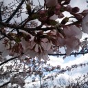 お花見