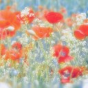 木蓮が並んで咲いて