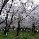 京花見