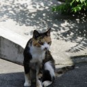 野良猫