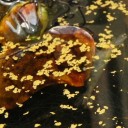 前々夜祭は炭火焼　“またかっ”　の巻