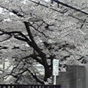 さくら