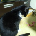 ネコちゃんず554日目