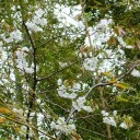 桜通信2012　VOL.1　“脳内お花畑の妄想と現実”　の巻