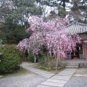桜旅　2日目　お城＋α編