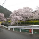 桜旅　2日目　お城＋α編