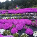 芝桜