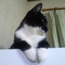 ネコちゃんず559日目