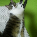 ネコちゃんず560日目