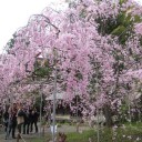 桜旅　最終編