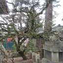 桜旅　最終編