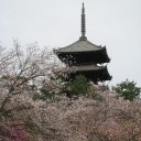 桜旅　最終編
