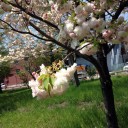 昼休みの公園から
