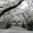 桜というものは