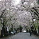 今日も桜の写真