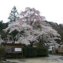今日も桜の写真