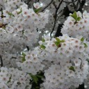 今日も桜の写真