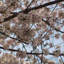 写真の整理