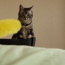 写真の整理