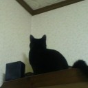 ネコちゃんず566日目