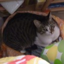 ネコちゃんず567日目
