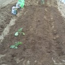 種まきと苗植え。