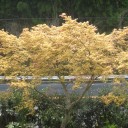 我が家の新緑　　その１