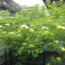 我が家の新緑　　その２
