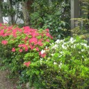 我が家の新緑　　その２