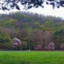 桜咲いたか