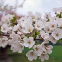 桜咲いたか