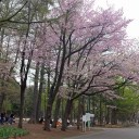 桜咲いたか