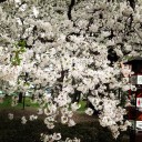 お花見