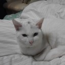 デグーが危ない