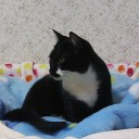 ネコちゃんず580日目