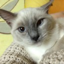 ７か月弱