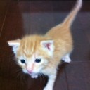 猫日記・よちよち歩き