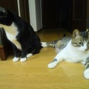 ネコちゃんず584日目