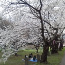 桜ロード