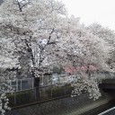 桜ロード