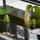 初夏の気配と足音　“洗濯物がぱりっぱり”　の巻