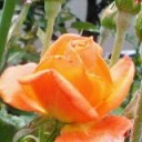 薔薇の花