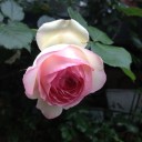 薔薇とプレモル