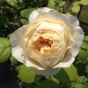 薔薇とプレモル