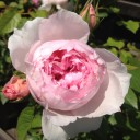 薔薇とプレモル