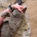 叱られちゃってぐんにゃりにゃんこ　“悪い男と私たちの日常”　の巻