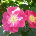 旅先の花とグルメ