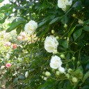 旅先の花とグルメ