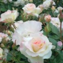薔薇